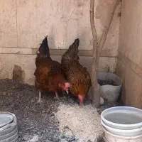 دو عدد مرغ تخمگذار