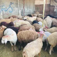 دام زنده مغانی وافشاری