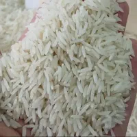 فروش برنج هاشمی کشاورزی محصول امسال