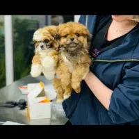 کلینیک دامپزشکی و پت شاپ آرمه(غرب تهران)