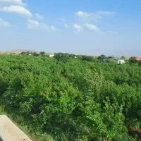 باغ-انار-با-درختان-بارده-سی-ساله