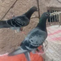 ۳عدد اتم