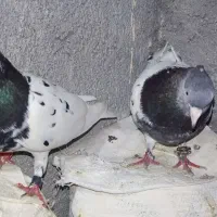 جفت کله درشت با جوجه