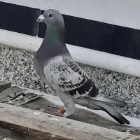 کبوتر پلاکی بلژیک