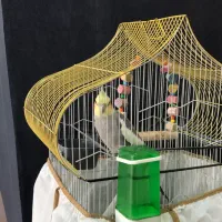 عروس هلندی نر