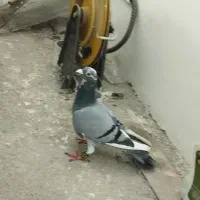 قره سبز ژاناردن