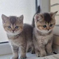 چاکلت گلد دوسر بریتیش