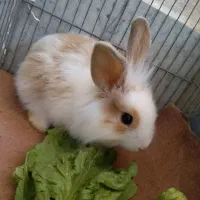 خرگوش