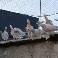 مغلف خطی