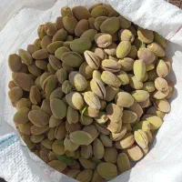 بادام کاغذی مناسب آجیل و خلال و باقلوا