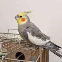 عروس هلندی ...
