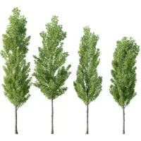 درخت صنوبر  ۲متری .ریشه پرس