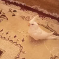 عروس هلندی البینو