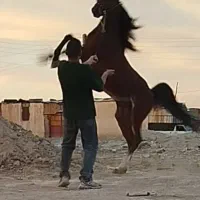 اسب نریان عرب مصری