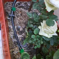 قطره ای آبیاری