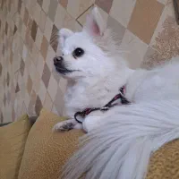 پامر روباهی اصیل