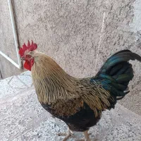 خروس