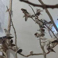 فنچ|پرنده|کاشمر, |دیوار