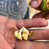 گردو|خدمات باغبانی و درختکاری|خرمآباد, |دیوار