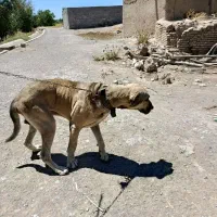 فروش سگ