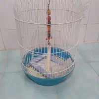 قفس