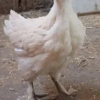جوجه مرغ پاپر کاکلی
