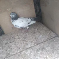 کفتر