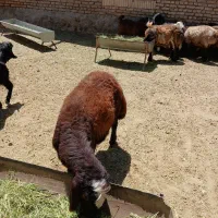 بره قوچ افشاری ۹ ماهه