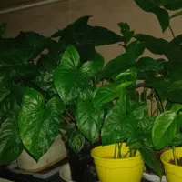 گل فیلودندرون یا گوش گرگی رونده انفجاری