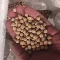 نخود روس