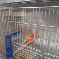 فروش چندجفت  ردفاکتور آماده مست و ۱عدد نر وایت