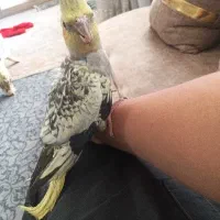 عروس هلندی نر سخنگو فوق دستی