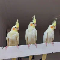 طوطی عروس۴ماهه