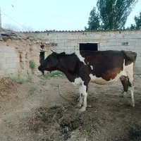 گاو شیری هولشتاین