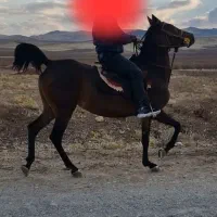 اسب مادیان کورد