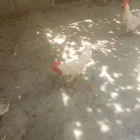 خروس