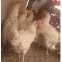 مرغ ماشینی تخم گذار