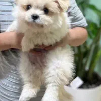 توله پامرانین ۱۰ ماهه