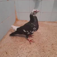 کبوتر پلاکی نر