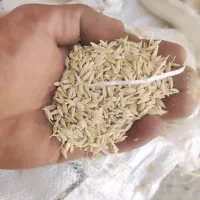 گندم و جو