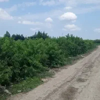 فروش باغ شلیل حسن پوری ونارنگی ژاپنی