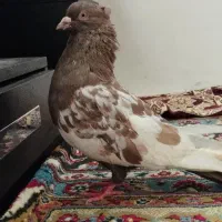 کفتر سینه سیاه جفت