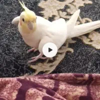 پرنده
