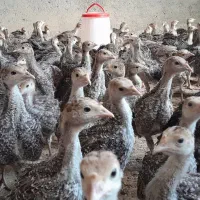 بوقلمون برنزیکماهه