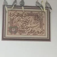 عروس هلندی بالغ وجوان
