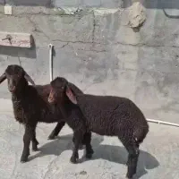 دوجفت بره دوقلو قزل افشاری جنس بالا