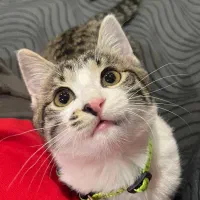 واگذاری گربه