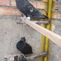 کفتر کبور نر سرور کاشونی درجه یک با جوجه هاش