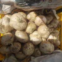موسیر نو تازه