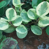 هر گلی بخوای داریم قیمتامو ببین